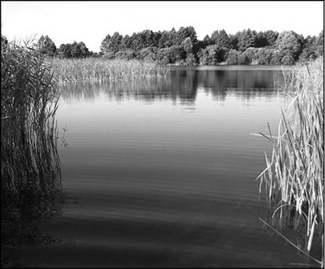 фото: Нечимне