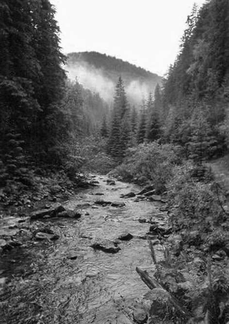 фото: Зелениця