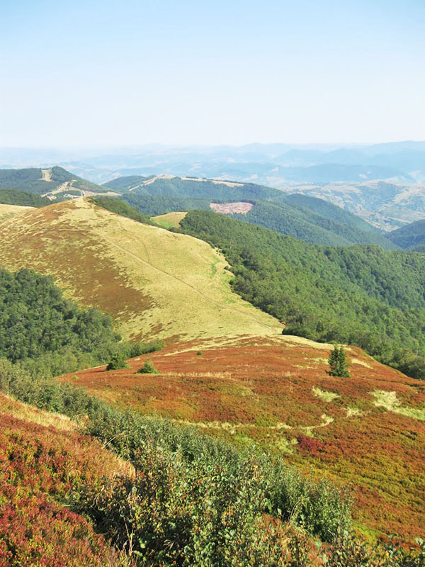 Кук