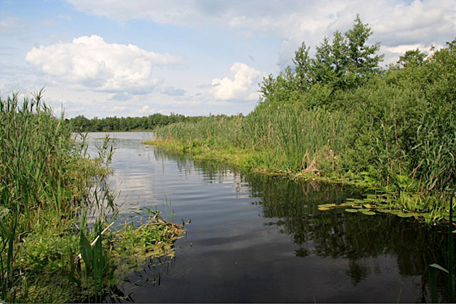 Луки