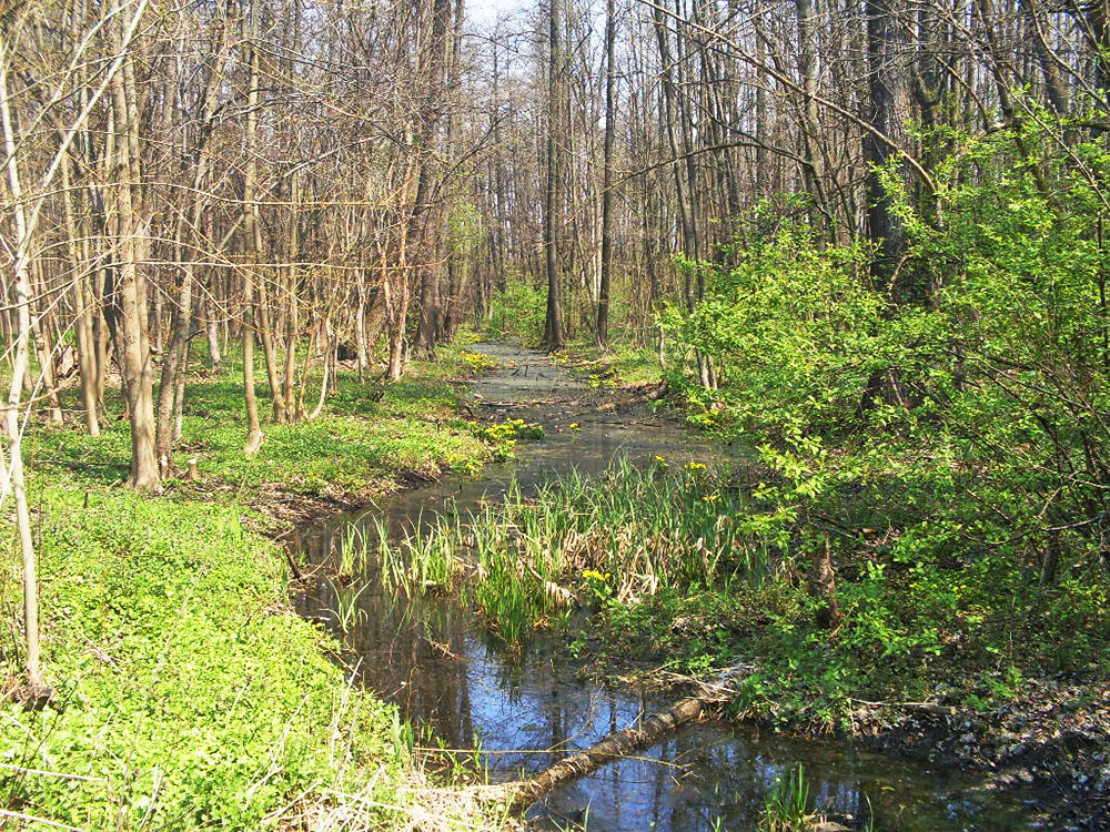Ірдинь