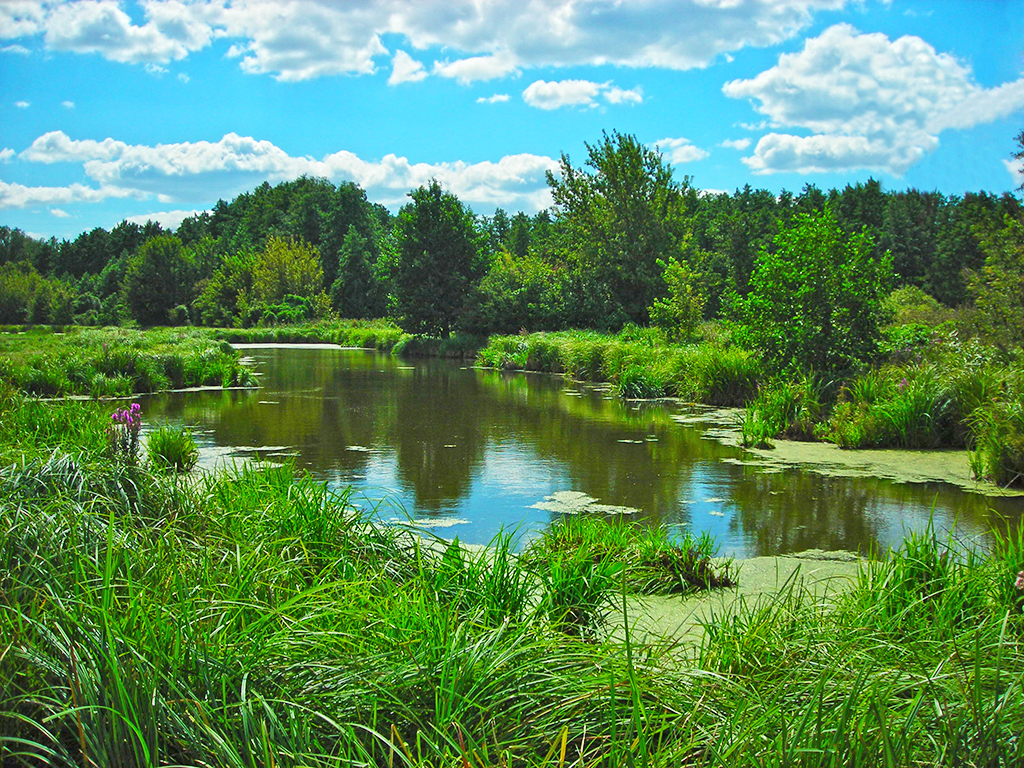 Кропивна