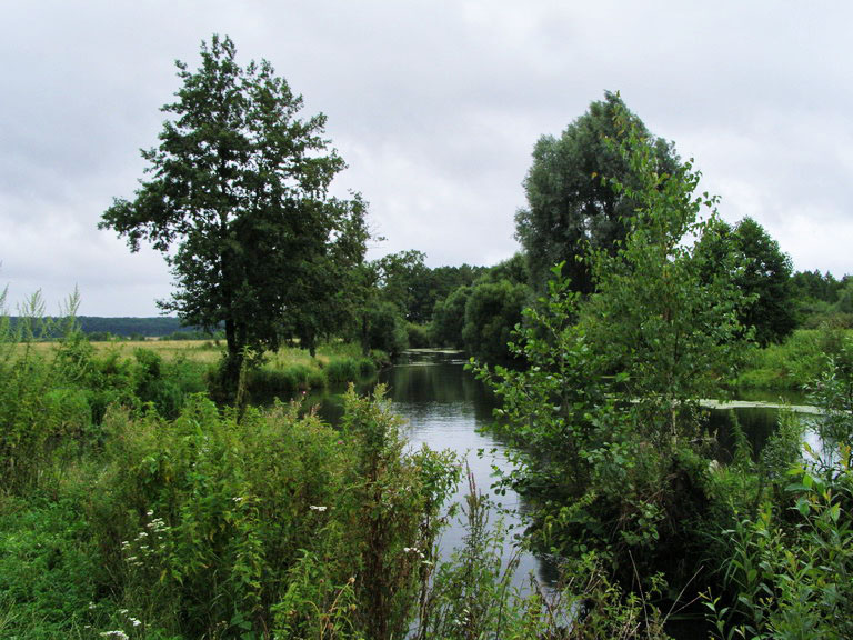 Клевень